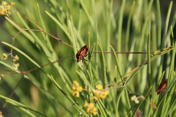 黑色红色条纹的 bug — 图库照片