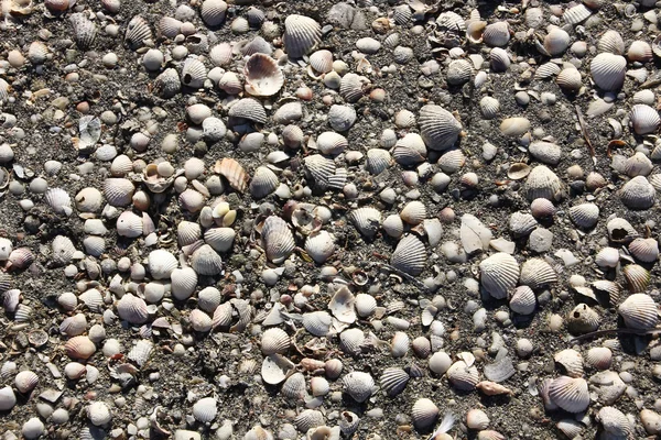 Des milliers de coquillages sur le fond de la plage — Photo