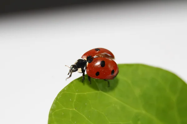 Ladybug eating in a green leaf — Stock Photo, Image