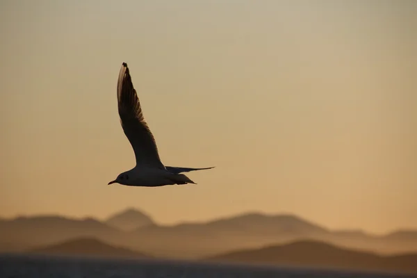海鸥飞在黄昏时 — 图库照片