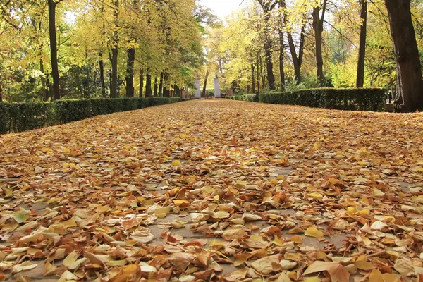 Осенние листья на дороге и деревья — стоковое фото