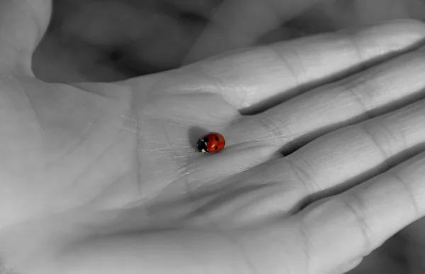 Ladybug on a hand — Stock Photo, Image