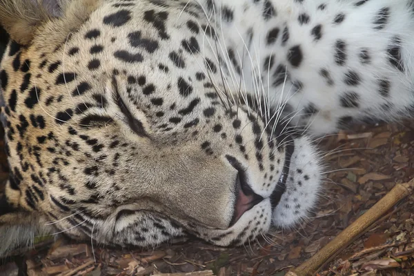 Tidur setelah makan macan tutul — Stok Foto