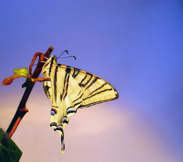 Motyl papilion machaon w oddziale — Zdjęcie stockowe