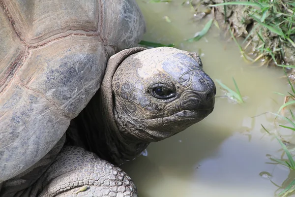 Reus terrestrische gestimuleerd schildpad verplaatsen op een grond — Stockfoto