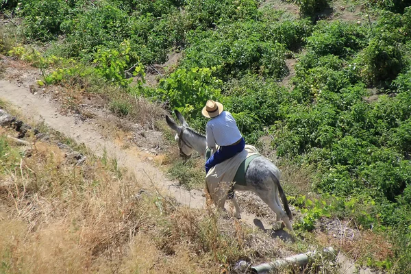 stock image Man riding a donkey by a country road