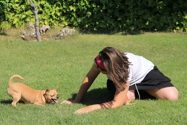 Chihuahua playing with a girl in the garden — Stock Photo, Image