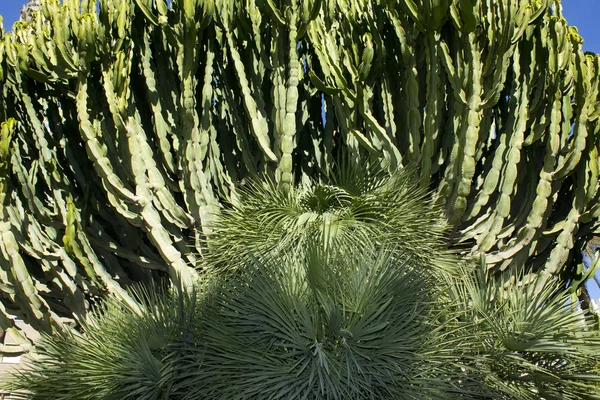 Grand cactus vert — Photo