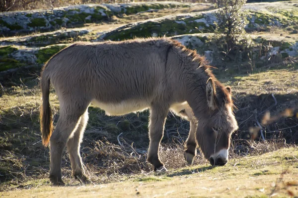 Kleine ezel wandelen in een weide — Stockfoto