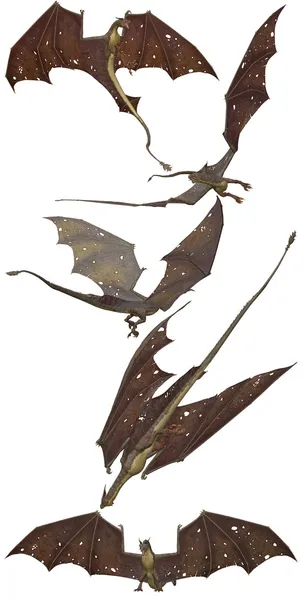 Kahverengi dragon — Stok fotoğraf