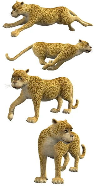 Leopardos de dibujos animados —  Fotos de Stock