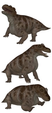 Keratocephalus