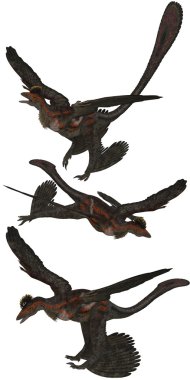 Microraptor clipart