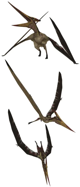 Pteranodon — Stockfoto