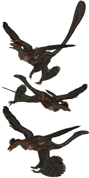 Microraptor Stockbild