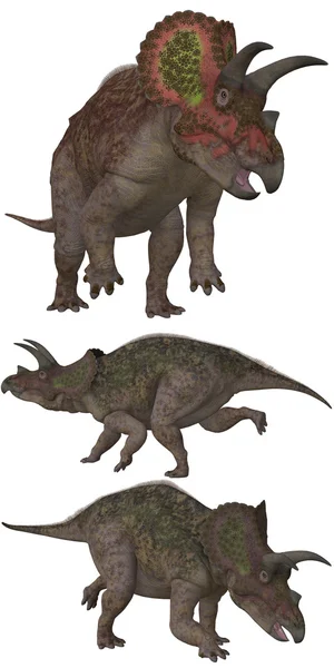 Triceratops Rechtenvrije Stockfoto's