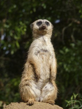 meerkat ayakta