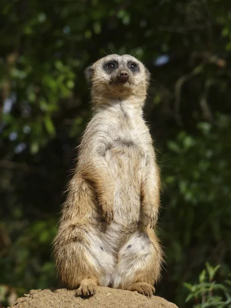 Meerkat Standing Up — Stock Photo, Image