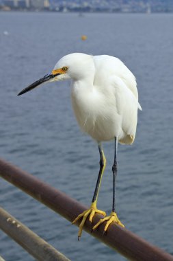 White Crane Bird Close Up clipart