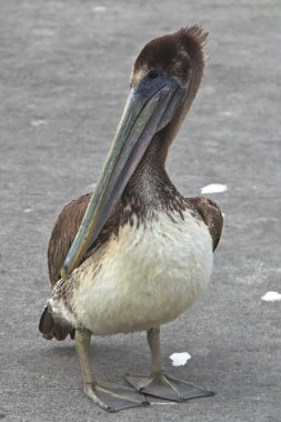 Bebek pelican yakın çekim