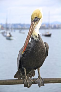 Adult Pelican Close-Up Sitting Down clipart