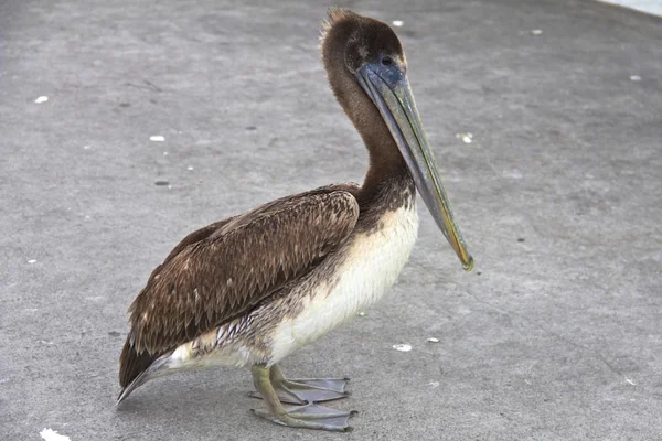 Baby Pelican Close-Up — Stock Photo, Image