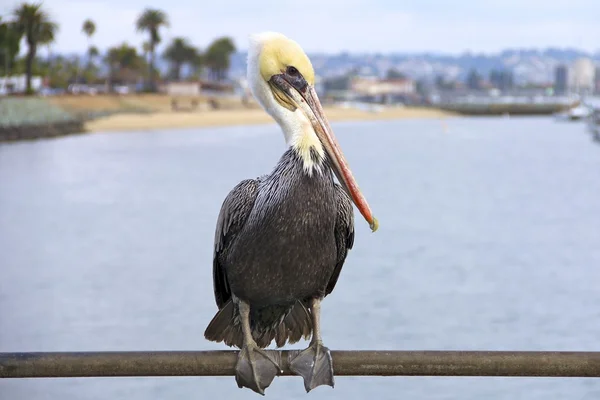 Adult Pelican Close-Up Sitting Down — Stock Photo, Image