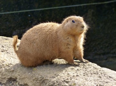 Alert Prairie Dog Close-Up clipart