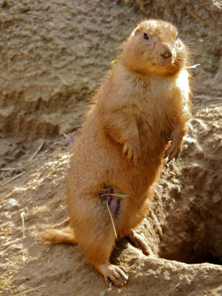 Alert Wounded Prairie Dog Standing Up — Stock Photo, Image