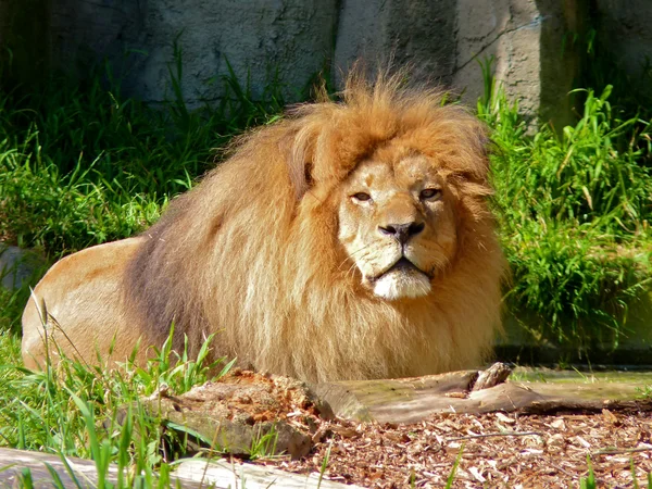 Hím oroszlán pihen a nap — Stock Fotó