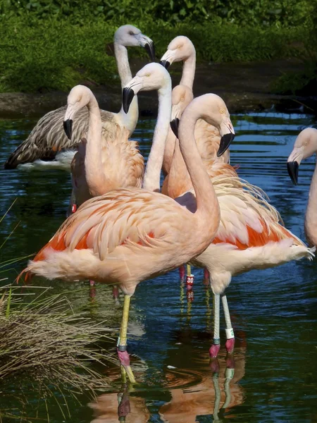 Pembe flamingolar grubu — Stok fotoğraf