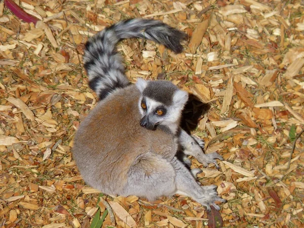 Anello coda lemure cercando avviso — Foto Stock