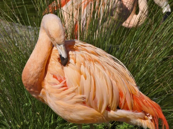 Roze flamingo verzorgen zijn veren — Stockfoto