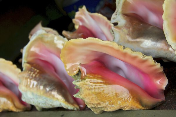 Conch sea shells lined up