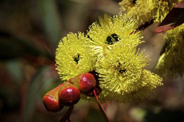 Philips River Gum Eucalyptus Flowers clipart