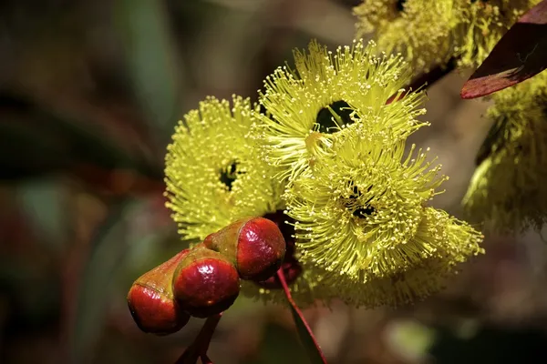Philips River Gum Eucalyptus Flores — Fotografia de Stock