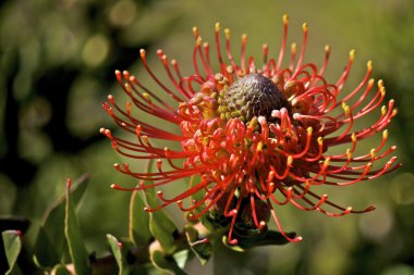 Flame Spike Leucospermum cordifolium