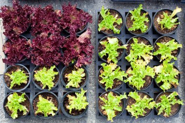 Baby lettuce green and red plant sprouts in pots clipart