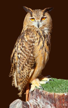 Bubo bubo kartal baykuş gece kuşu