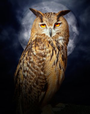 Bubo bubo eagle owl night bird full moon clipart