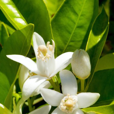 Turuncu Çiçek çiçek pollinating yılında bahar