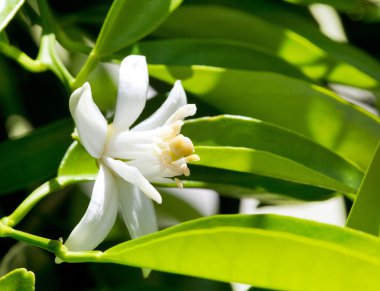 Turuncu Çiçek çiçek pollinating yılında bahar