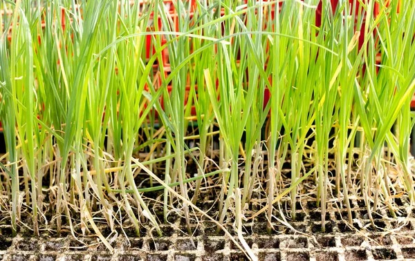 Knoflook UI spruiten planten bereid voor opplant — Stockfoto