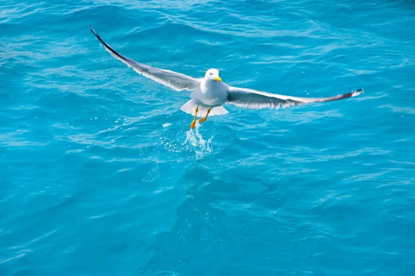 Mouette d'oiseau sur l'eau de mer dans l'océan — Photo