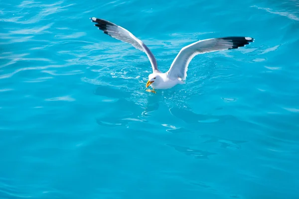 Bird seagull on sea water in ocean — Stock Photo, Image