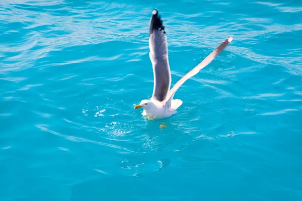 Aves gaviota en el agua de mar en el océano —  Fotos de Stock