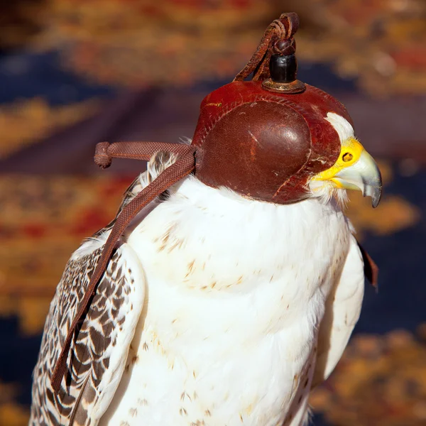 Bird falcon with falconry blind hood — Stock Photo, Image
