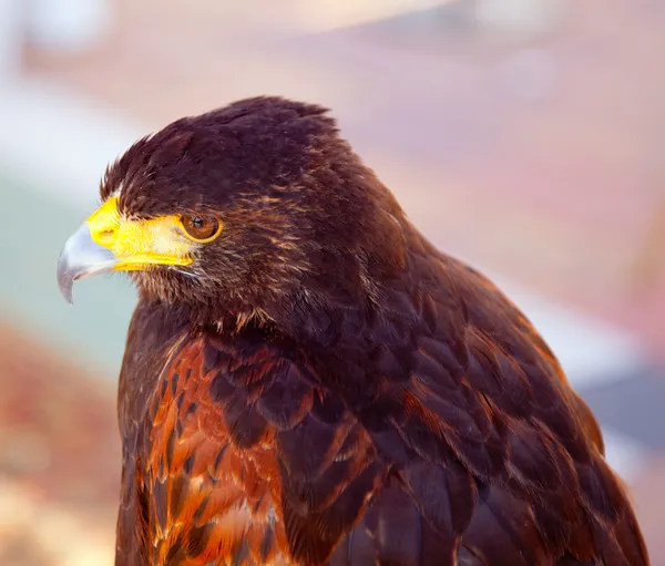 Profil de l'aigle de la steppe Aquila nipalensis — Photo