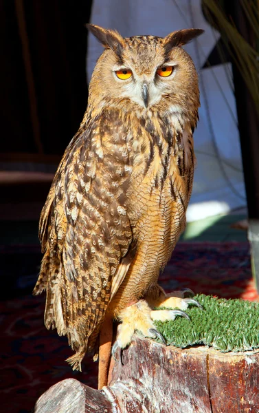 Bubo bubo eagle owl night bird — Stock Photo, Image
