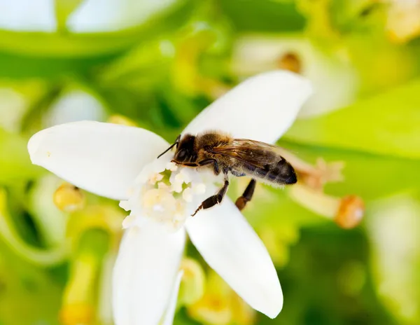 Včela opyluje květ oranžový květ na jaře — Stock fotografie